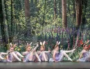 szaffi 1